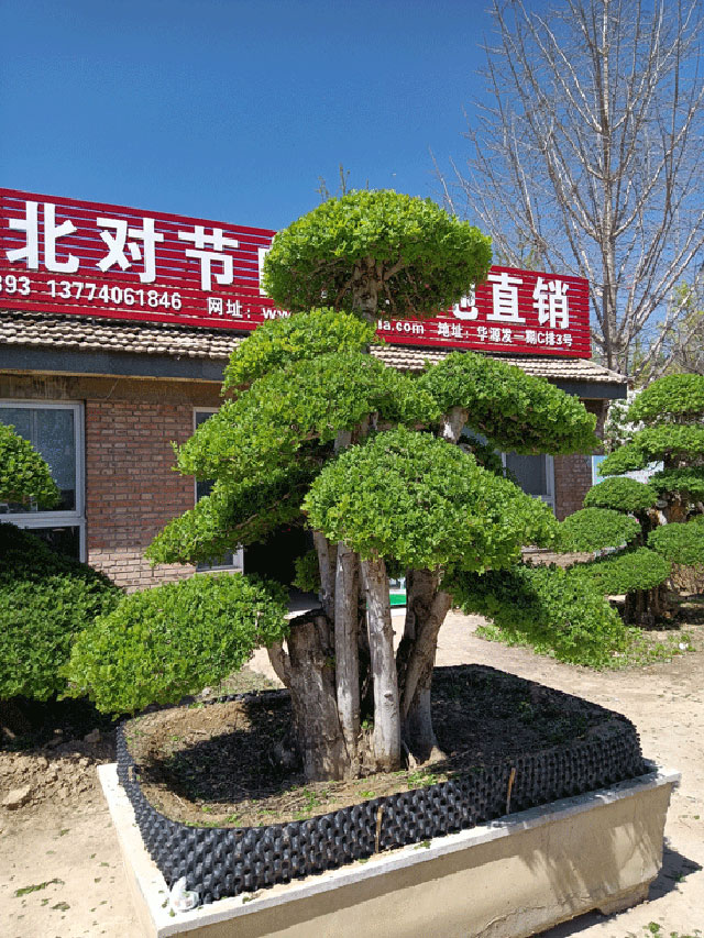 对接白蜡盆景-华源发绿化网