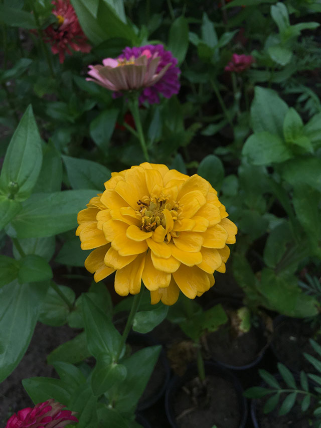 多品种草本植物百日菊推荐，华源发绿化网
