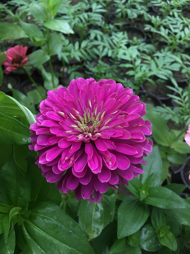 多品种草本植物百日菊推荐，华源发绿化网