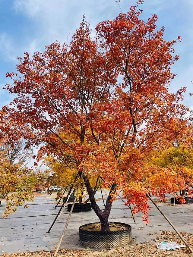 赏花赏月赏秋枫，秋季来华源发市场赏丛生元宝枫