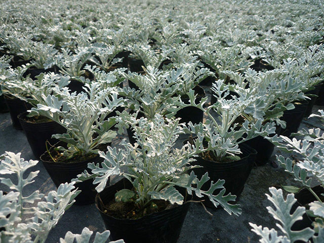 银叶菊-更适合做花境造景中冷暖过度色-华源发绿化网