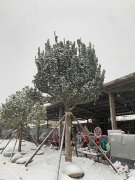 2021北京第一场雪，银装素裹的华源发苗木市场