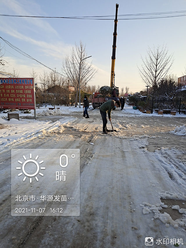 2021北京第一场雪，银装素裹的华源发苗木市场