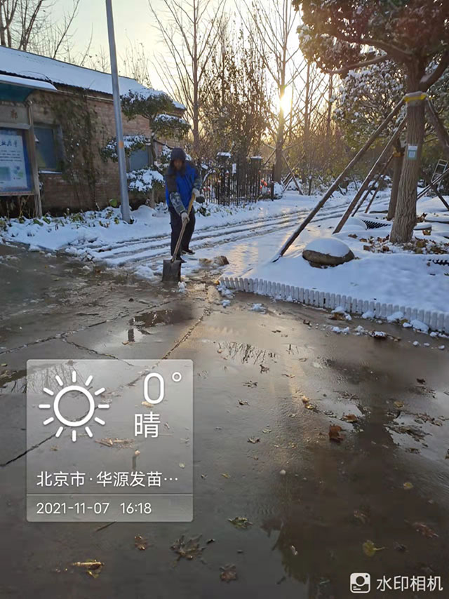 2021北京第一场雪，银装素裹的华源发苗木市场