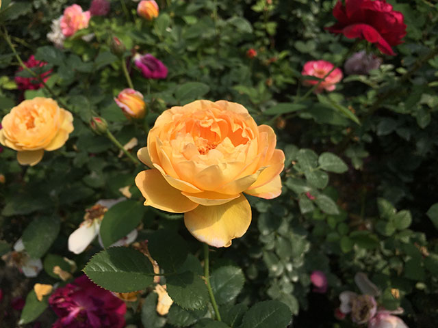 北方花园设计该如何选择花草