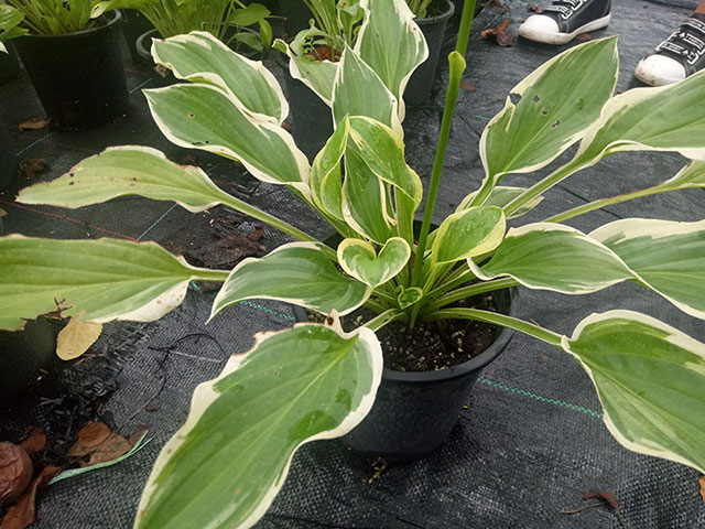 北方花园设计该如何选择花草