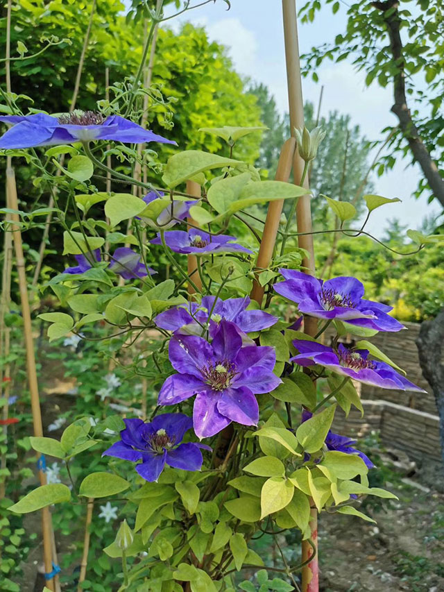 北方花园设计该如何选择花草