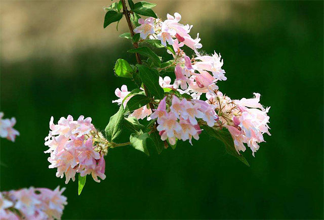 猥实，观花观果灌木植物种植应该注意哪些