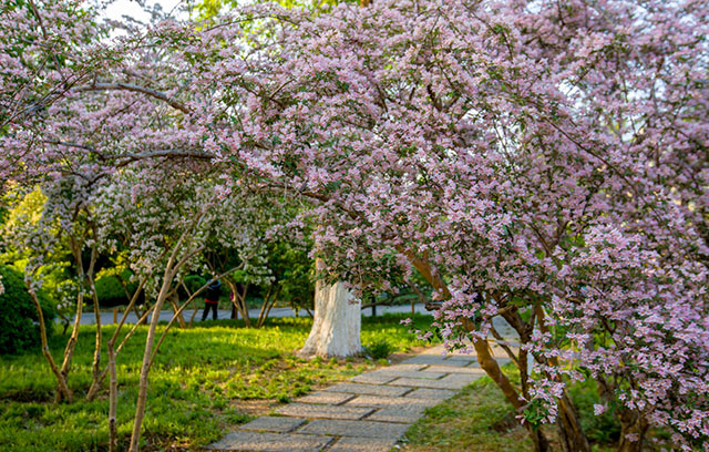 猥实，观花观果灌木植物种植应该注意哪些