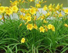 细数那些让人省心的花卉--金娃娃萱草