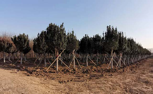 北京地区抗寒新品种“华源发黄杨”，四季常绿阔叶乔木。