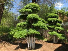 【本周上新】樱花、日本红枫、黄金枫