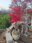 【本周上新】红小袖、各种红枫