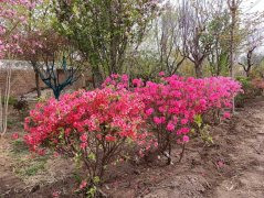 【本周上新】杜鹃