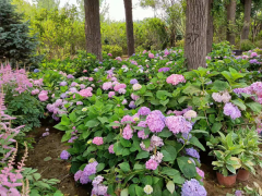 【本周推荐】时令花卉-绣球类