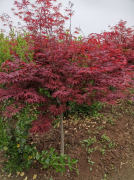 【本周推荐】苗木类