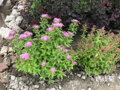 【本周推荐】观花苗木