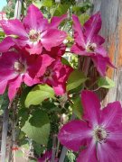 【本周推荐】铁线莲.