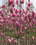 春日游园---抖音直播 