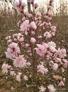 北京林业大学园林学院副院长罗乐教授做客抖音华源发直播间