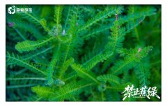 <strong>森氧部落 | 今天起,全网禁“焦绿”</strong>