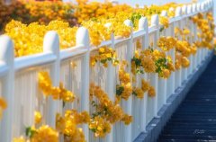 <strong>三角梅“装树”不开花?不是懒,是</strong>