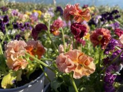 <strong>开春即“开工”！华源发市场奏响春</strong>