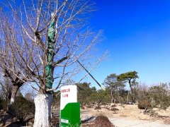 <strong>苗木人，2026年请昂首前行！</strong>