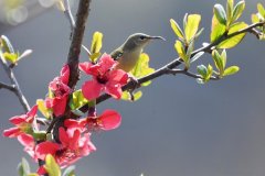 千亩绿境聚芳华｜华源发苗木花卉交易市场