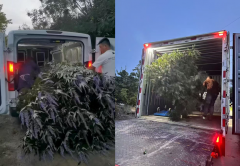 <b>金九银十苗木花卉采购旺季，合规、良种与全链保障认准华源发</b>